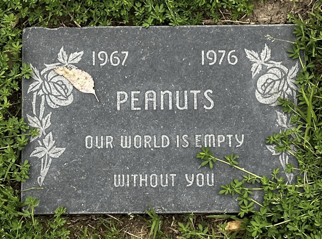peanuts